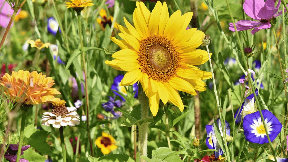 An image of some flowers