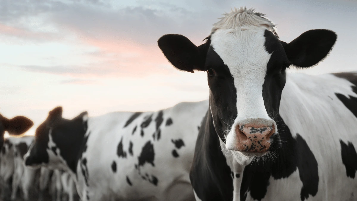 a cow standing in a field