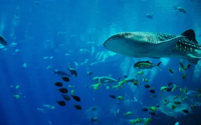 Blue Planet Aquarium
