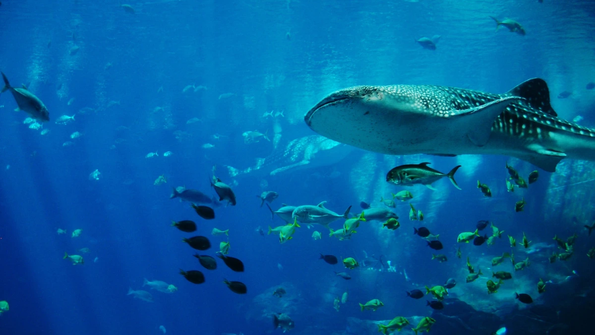 an image of an aquarium