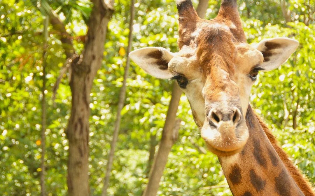 Chester Zoo