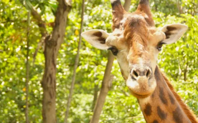 Chester Zoo