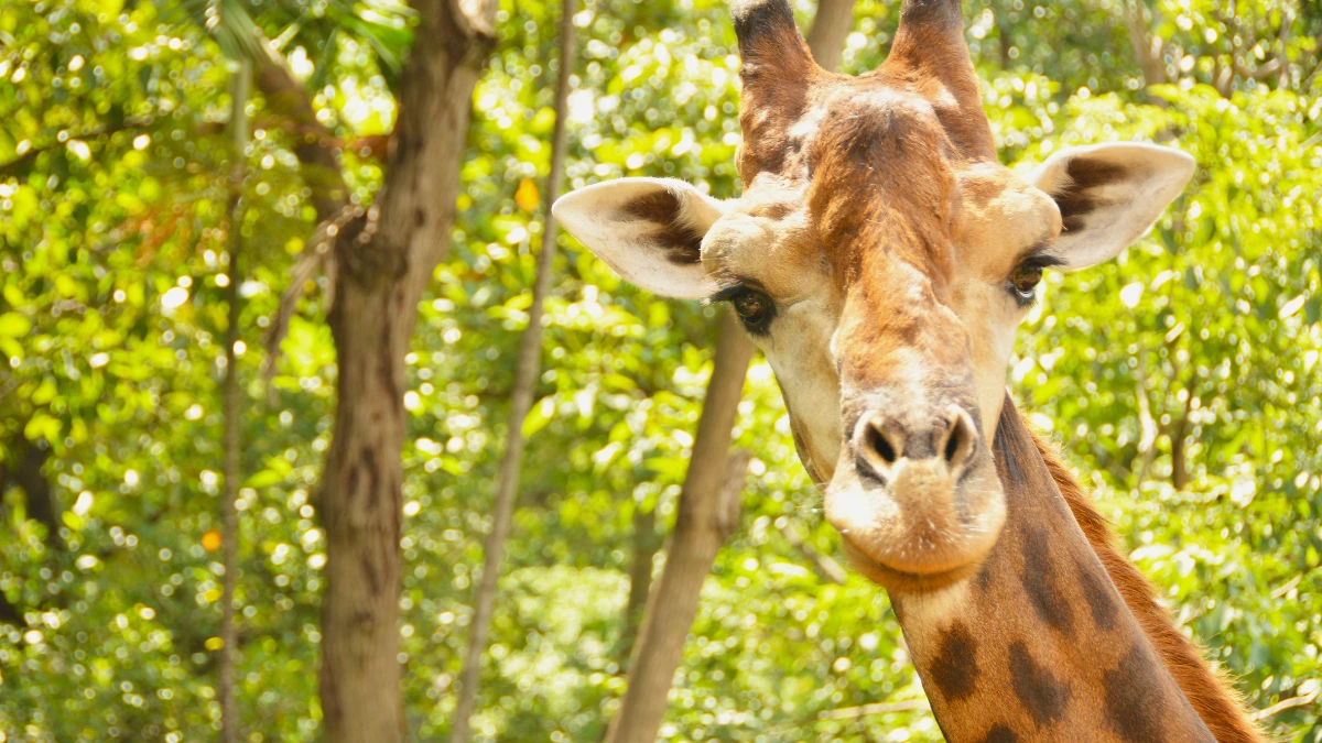 an image of a giraffe