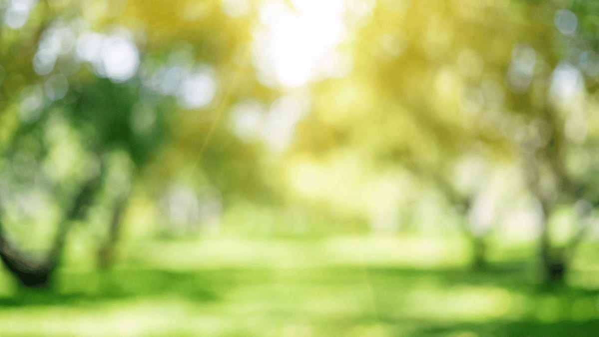 an image of trees and a park setting through a blurred lens