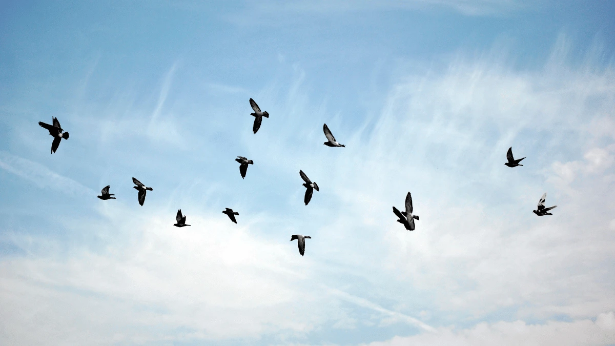 an image of birds flying in the afternoon sky