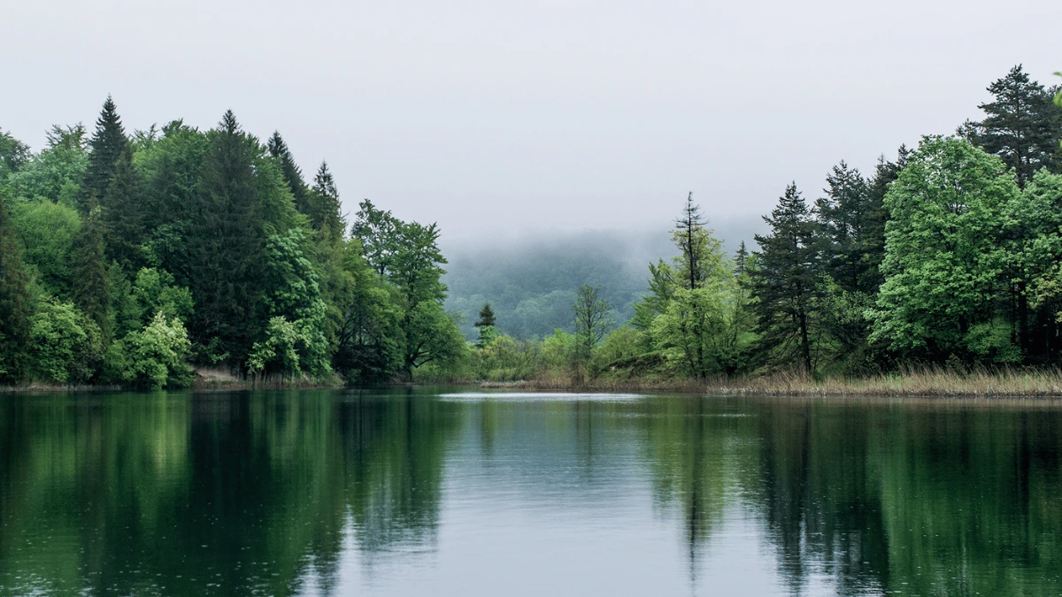 an image of a lake and a forest which surrounds the water