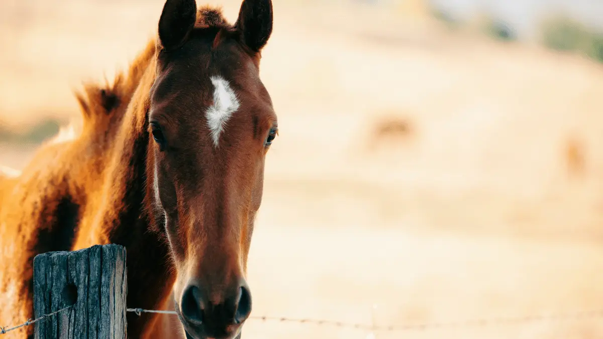 A picture of a horse